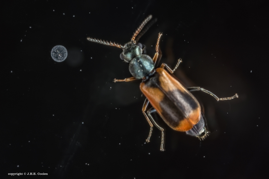 Space - Geleedpotigen - Bastaard weekschilkever