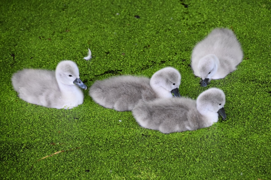 Spannend in het water - Vogels - 