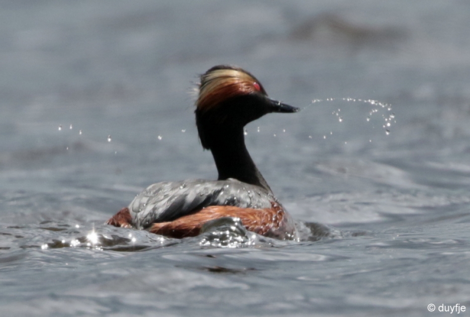 spetters - Vogels - Geoorde Fuut