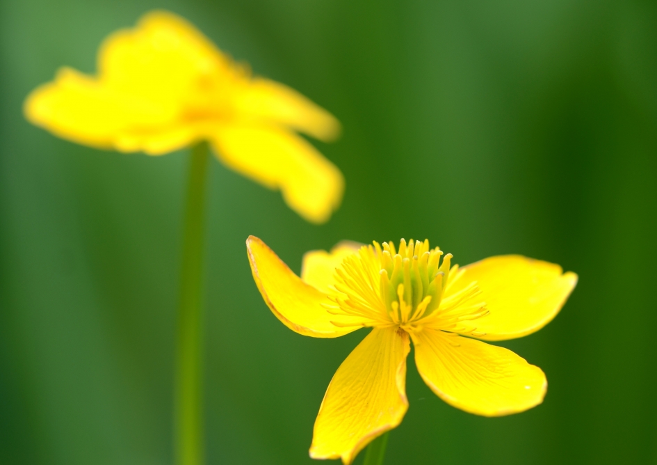 Spindotter - Planten - Spindotter