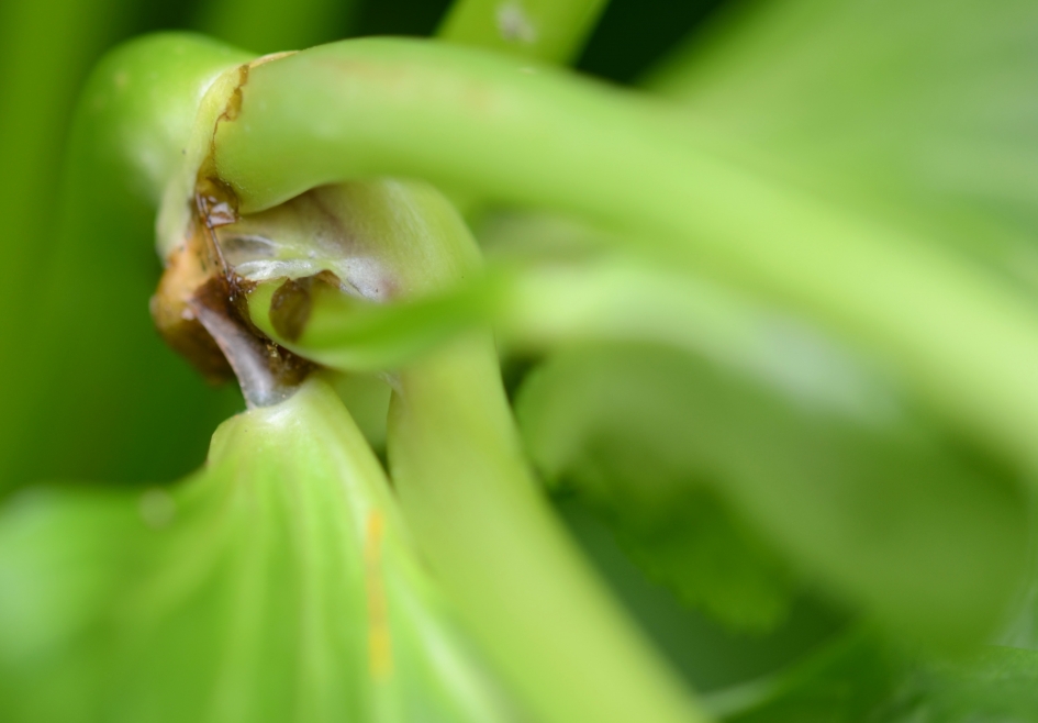 Spindotter - Planten - Spindotter