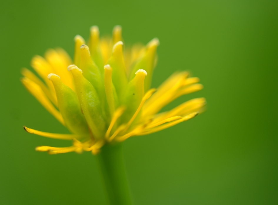 Spindotter - Planten - Spindotter