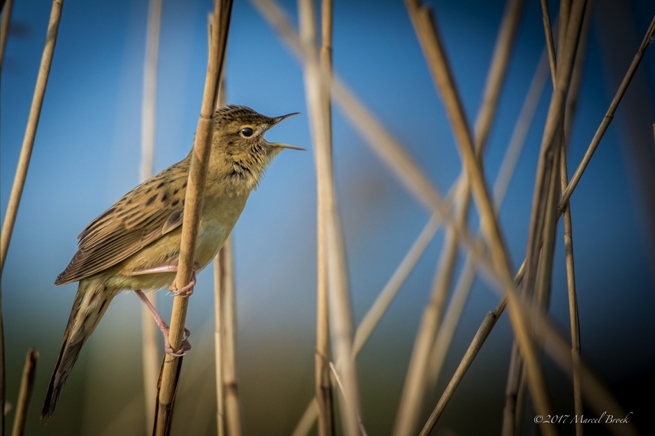 Sprinkhaanzanger - Vogels - Sprinkhaanzanger