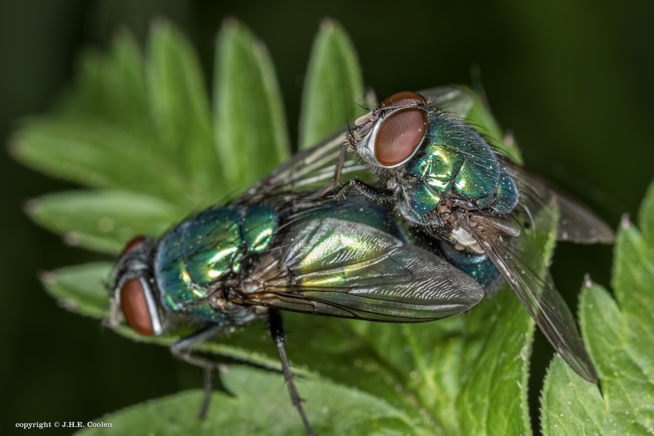 Staats-greep - Geleedpotigen - Groene keizervlieg