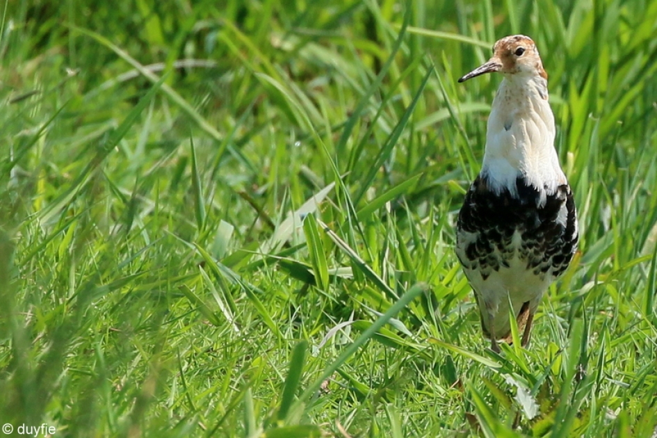 Statig - Vogels - Kemphaan