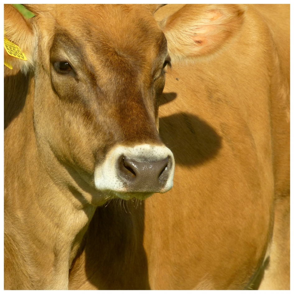 Stiertje - Zoogdieren - 