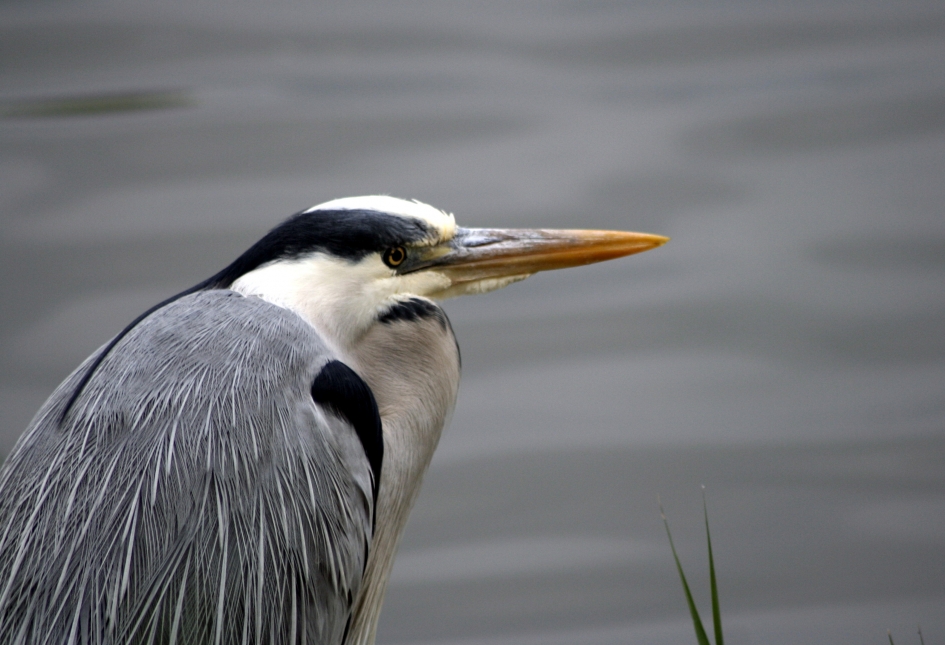 stil staan - Vogels - reiger