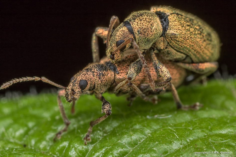 Struiksnuitkever(s) - Geleedpotigen - Struiksnuitkever
