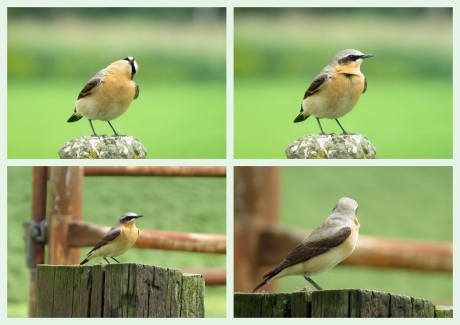 Tapuit: Voorkant en bovenkant