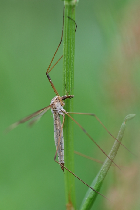 tipula