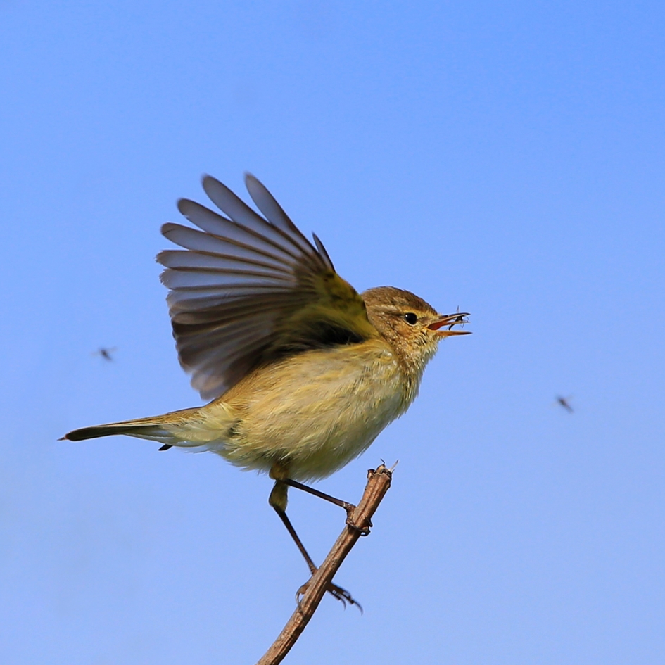 Tjiftjaf in actie - Vogels - Tjiftjaf