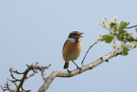 Tot hier en niet verder