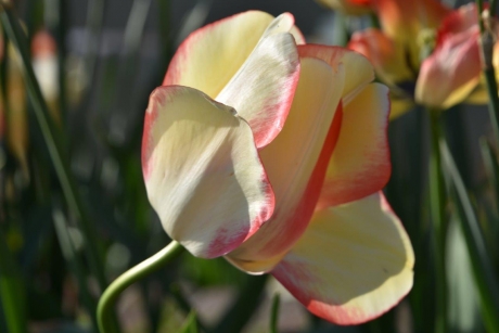 Tulp