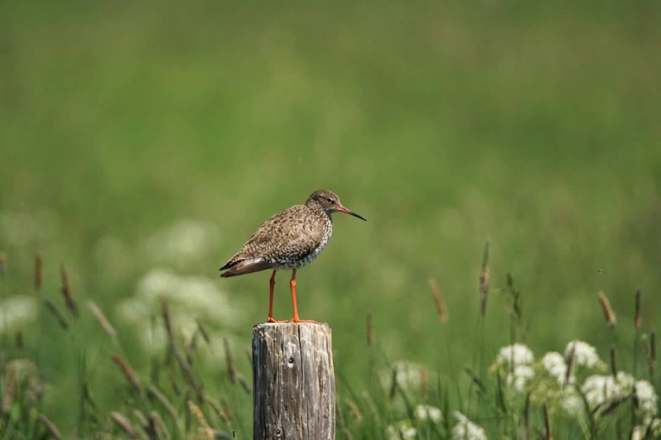 Tureluur - Vogels - Tureluur
