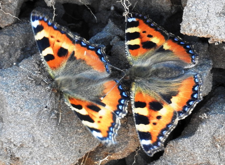 Twee kleine vlindertjes, die zaten op de grond - Geleedpotigen - Kleine Vos