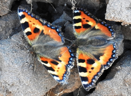 Twee kleine vlindertjes, die zaten op de grond