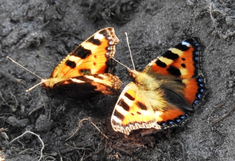 Twee vlinders op een rij