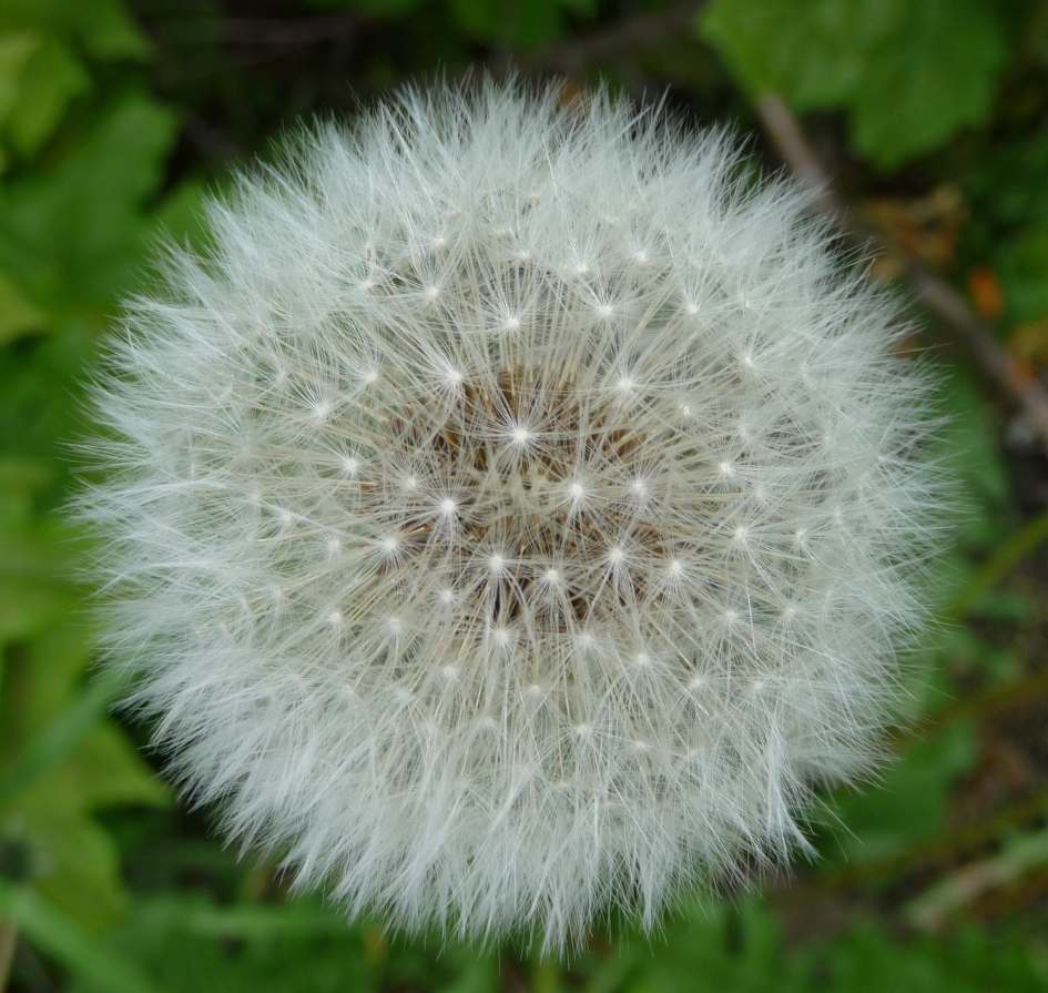 Uitgebloeid - Planten - 