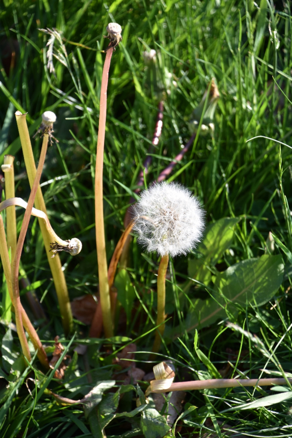 Uitgebloeid - Planten - 