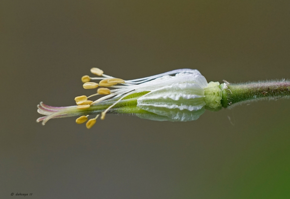 Uitgebloeide akelei - Planten - Akelei