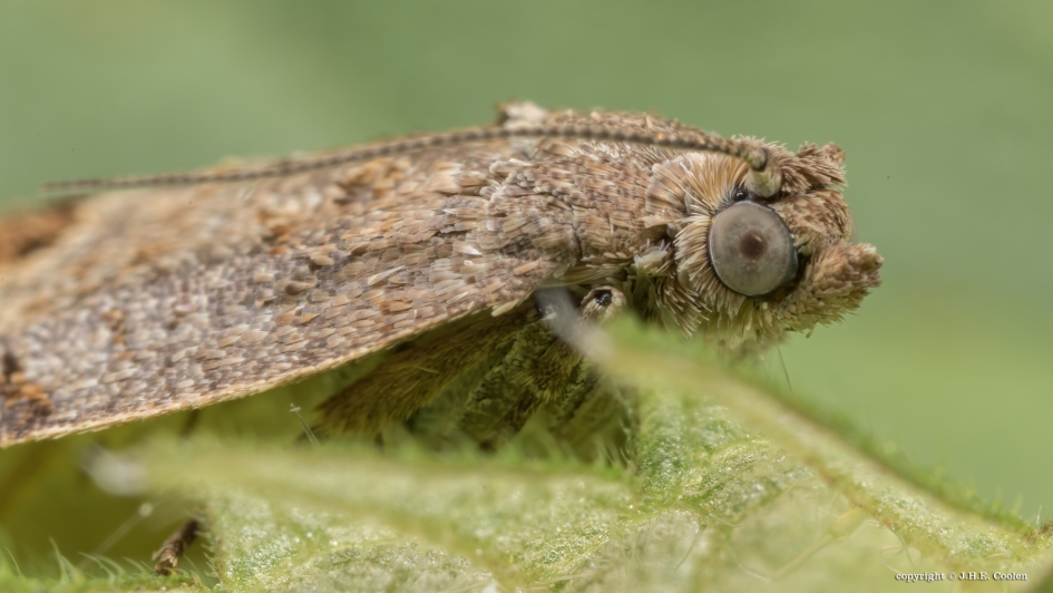 Uitrusten - Geleedpotigen - nachtvlinder