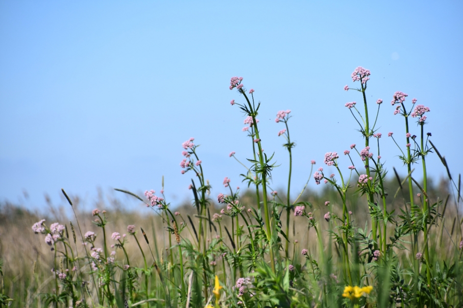 Valeriaan - Planten - 