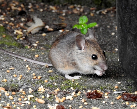 Van het vogelvoer snoepen
