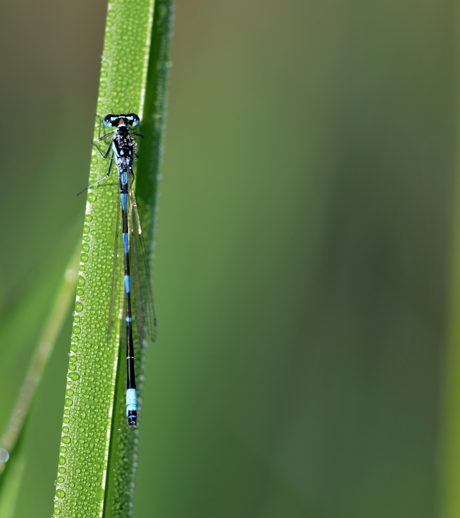 Variabele Waterjuffer - Geleedpotigen - Variabele waterjuffer