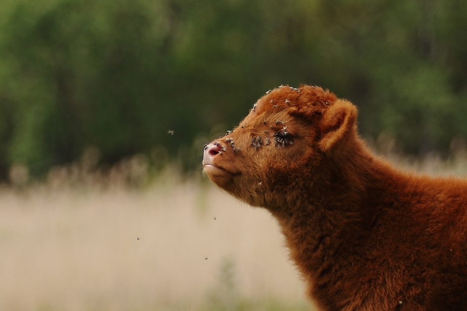 veel herfstvliegen.... - Zoogdieren - 