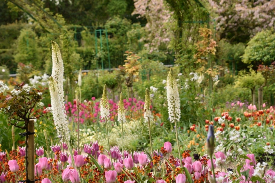 Veelkleurig - Planten - 