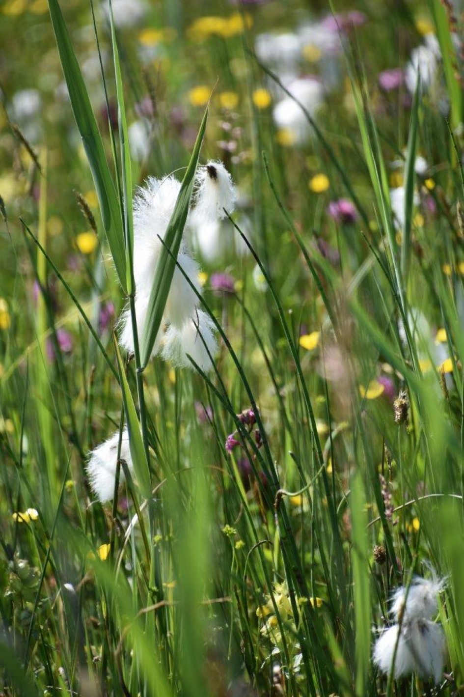 Veenpluis - Planten - 