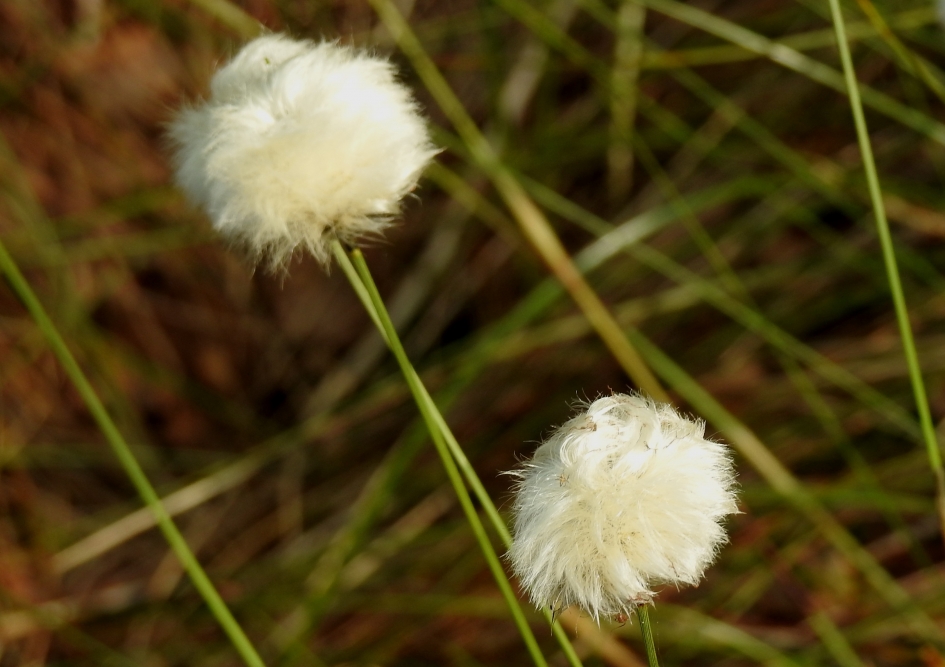 Veenpluis - Planten - Veenpluis