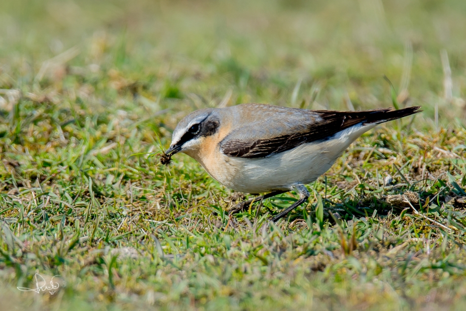 Vegetarische tapuit? - Vogels - Tapuit
