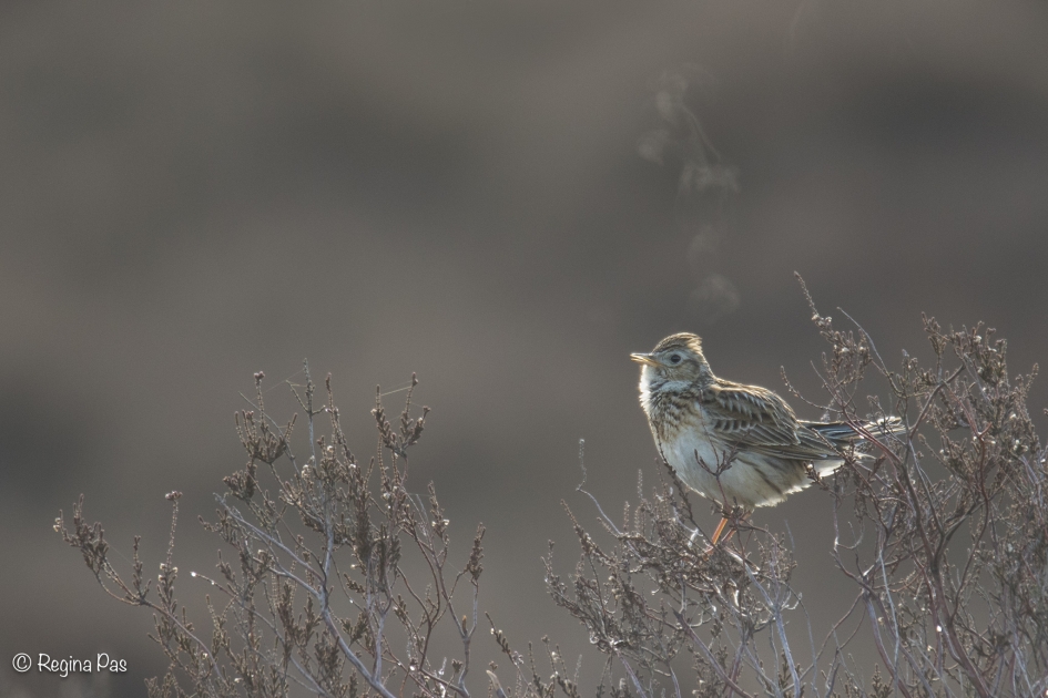 Veldleeuwerik op een koude ochtend - Vogels - Veldleeuwerik