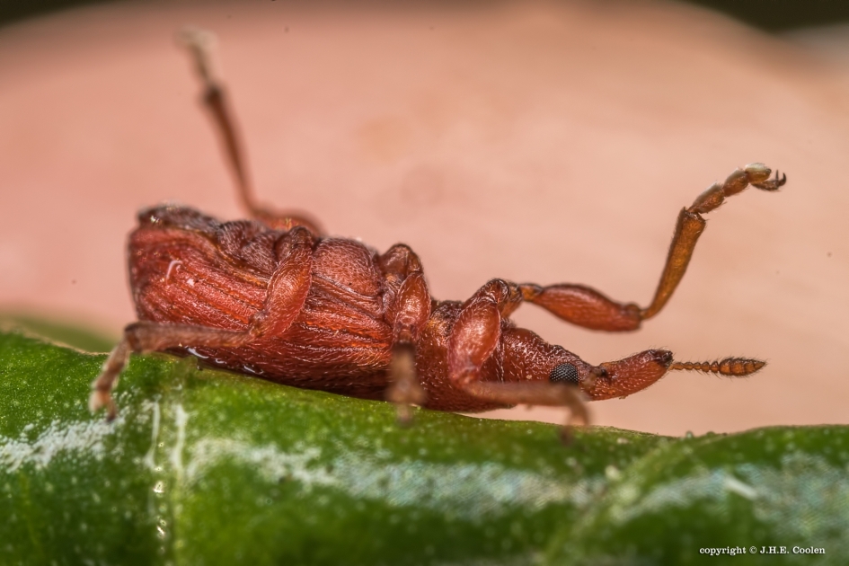 Verdediging 2 - Geleedpotigen - Menierode Zuringspitsmuisje
