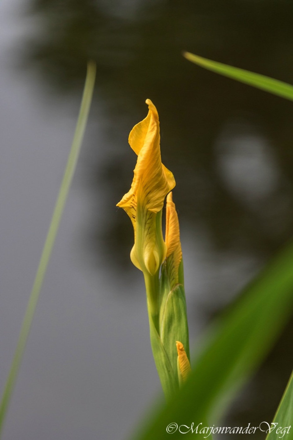 Verdraaid mooi - Planten - Gele lis