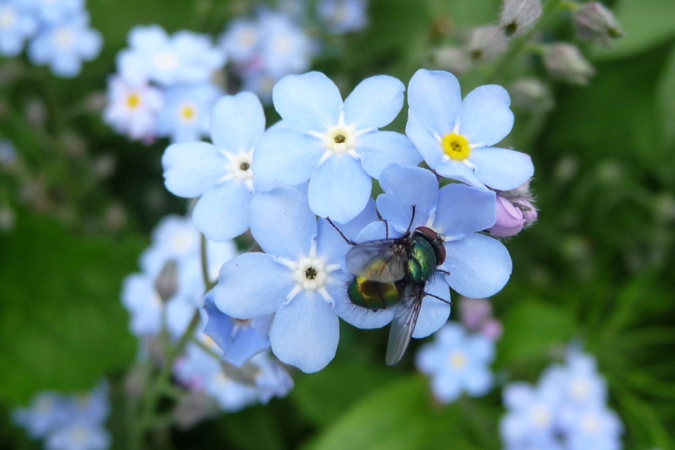 Vergeet-me-nietje met bezoek - Planten - 