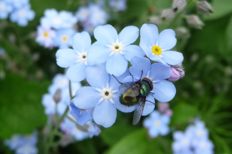 Vergeet-me-nietje met bezoek