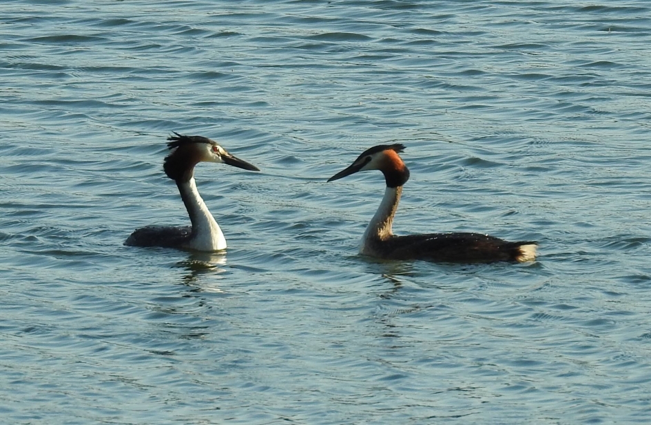 Verliefd. - Vogels - Fuut