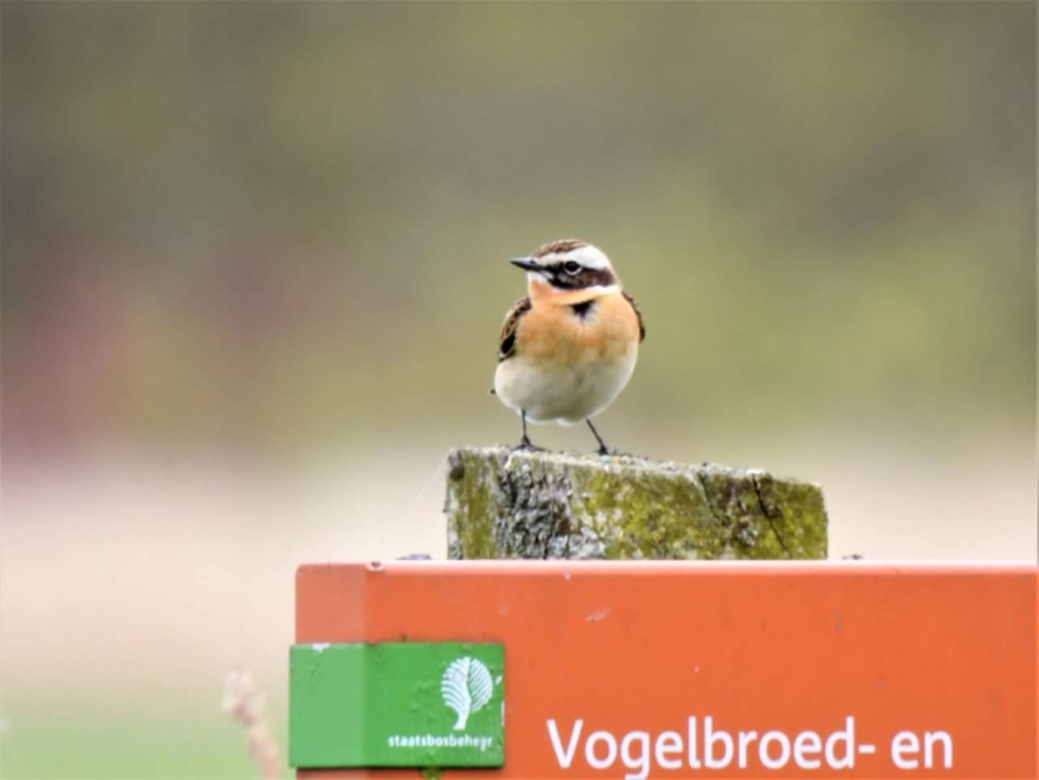 Verrasing - Vogels - Paap