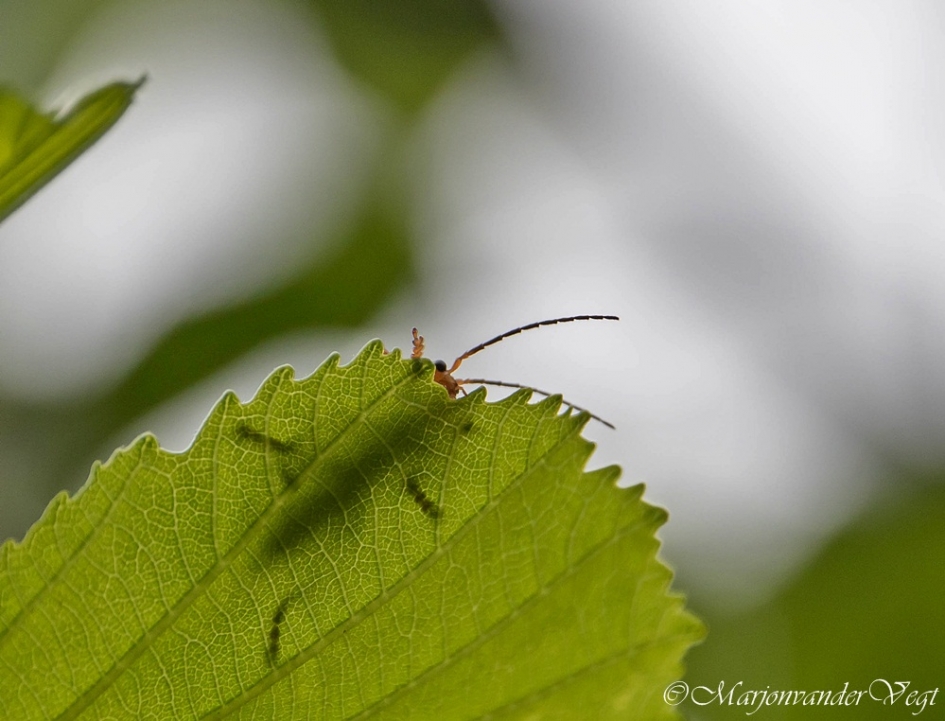 Verstoppertje spelen - Geleedpotigen - Soldaatje