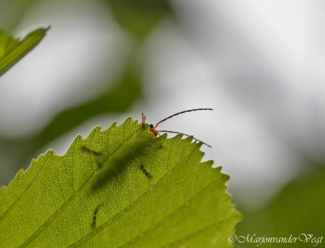 Verstoppertje spelen