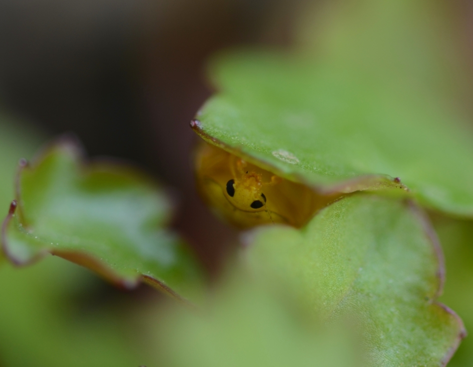 Verstopt - Geleedpotigen - Meeldauwlieveheersbeestje