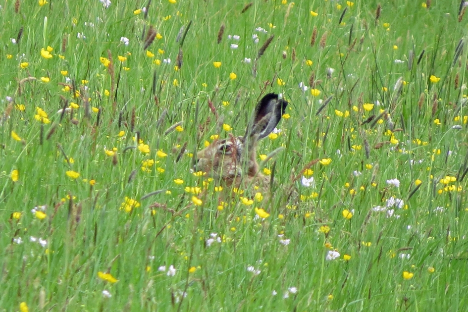 Verstopt - Zoogdieren - 
