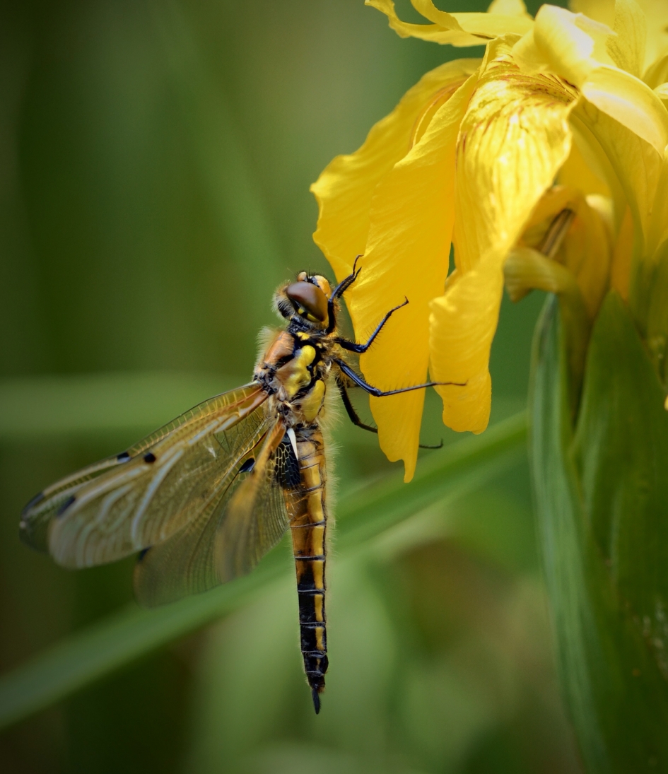Viervlek - Geleedpotigen - Viervlek