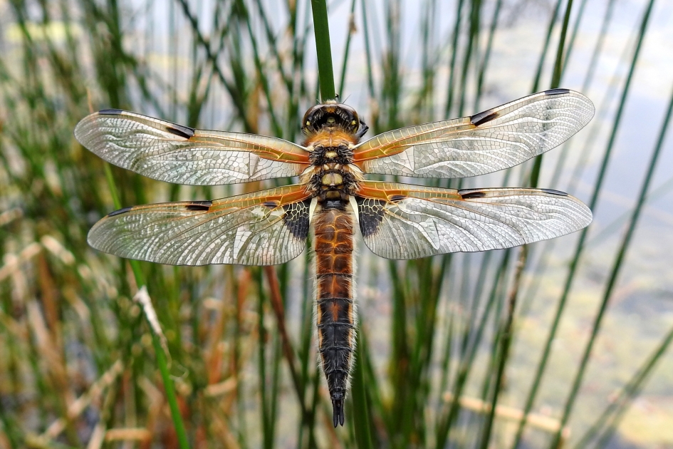 Viervlek - Geleedpotigen - Viervlek