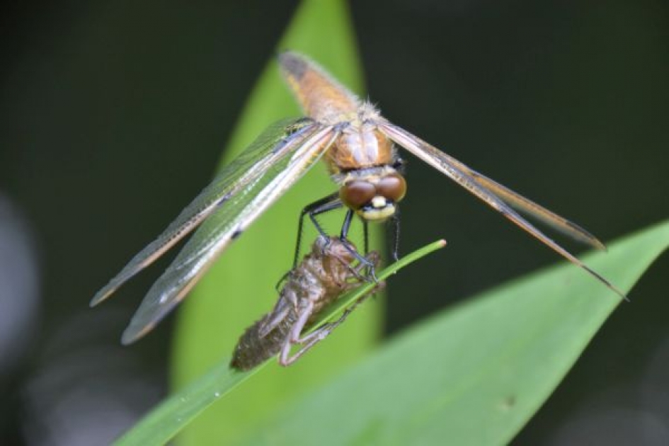Viervlek libel - Overig - Viervlek libel
