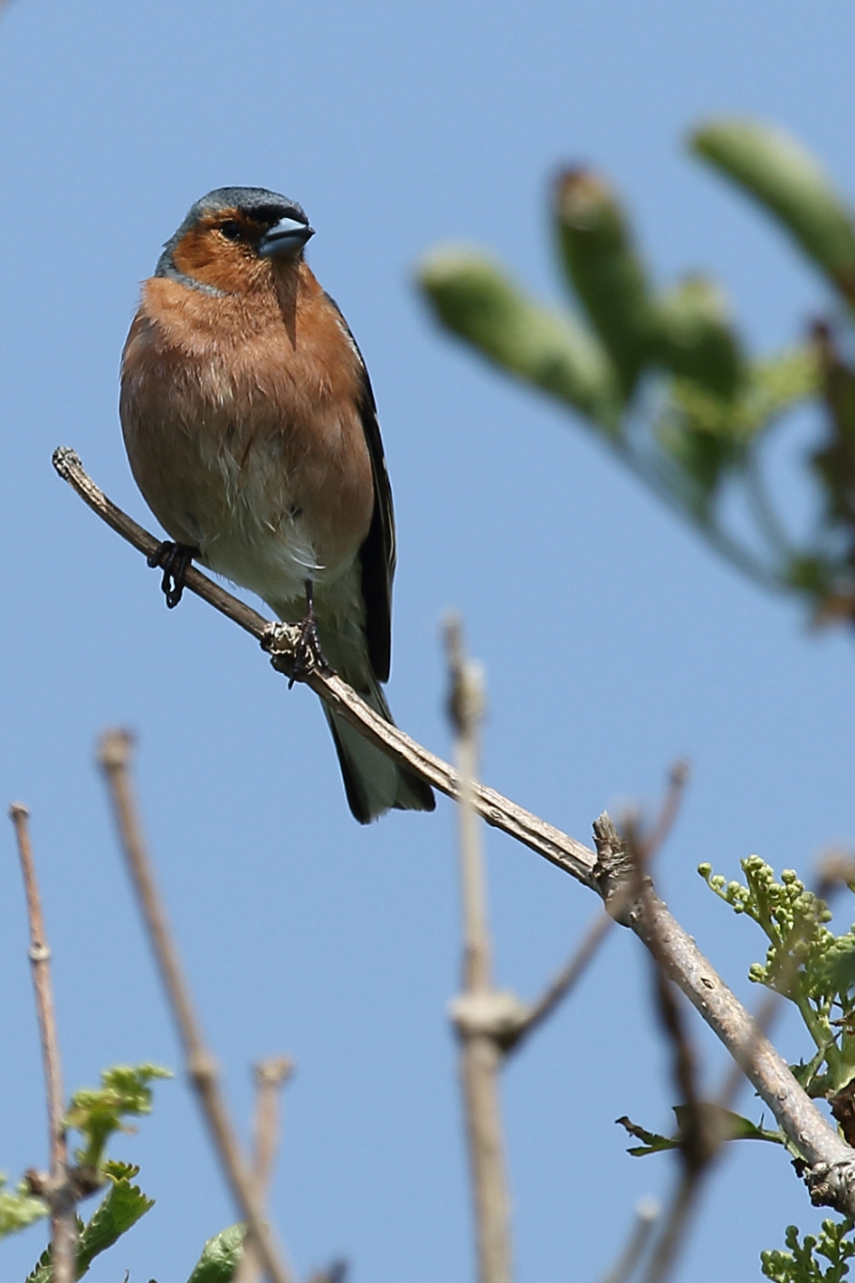 vink -m- - Vogels - 