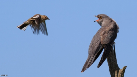 Vink boos op koekoek