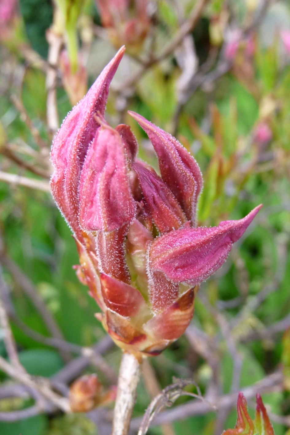 "Vlammend" - Planten - 